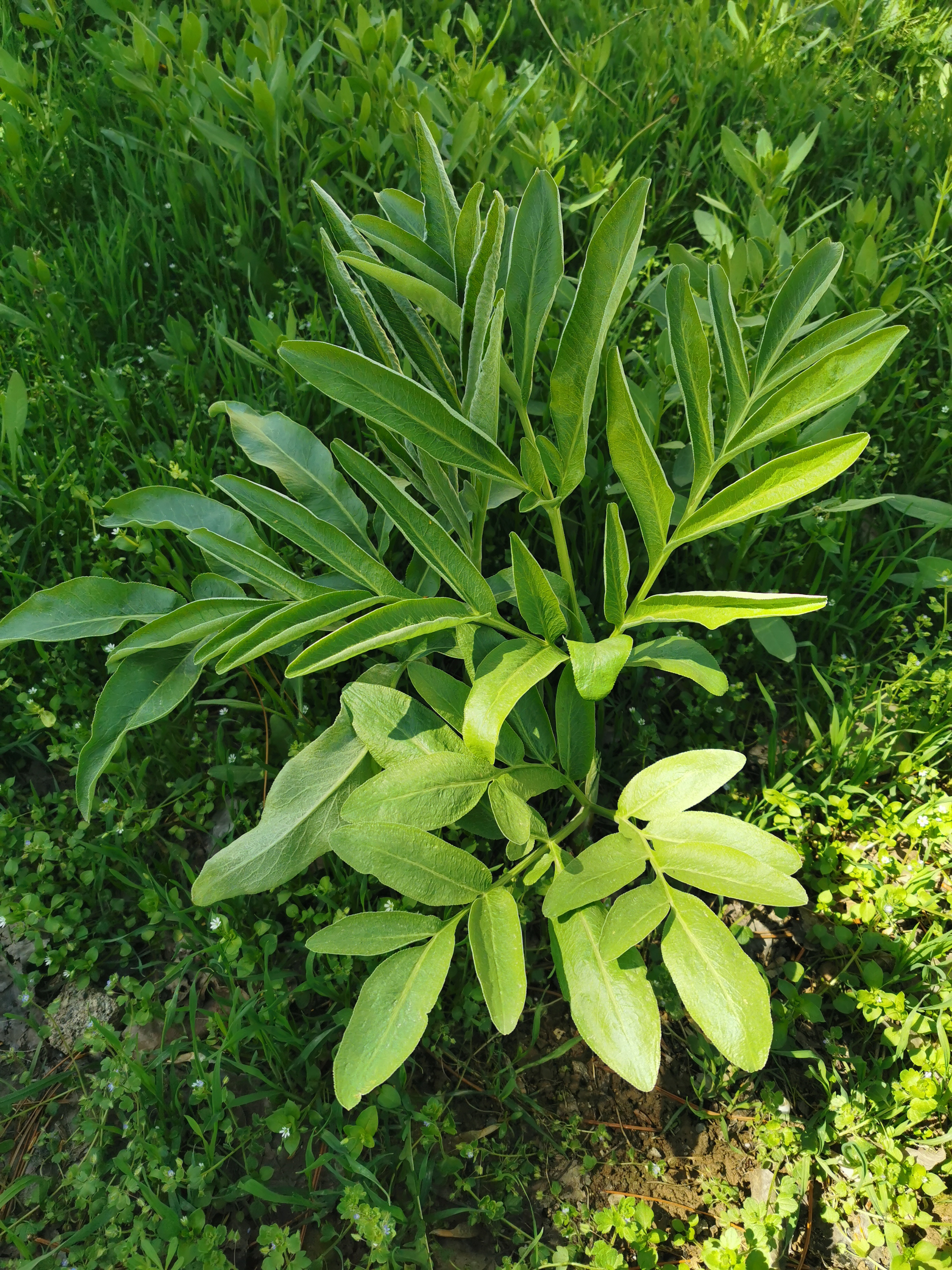 Plant Image